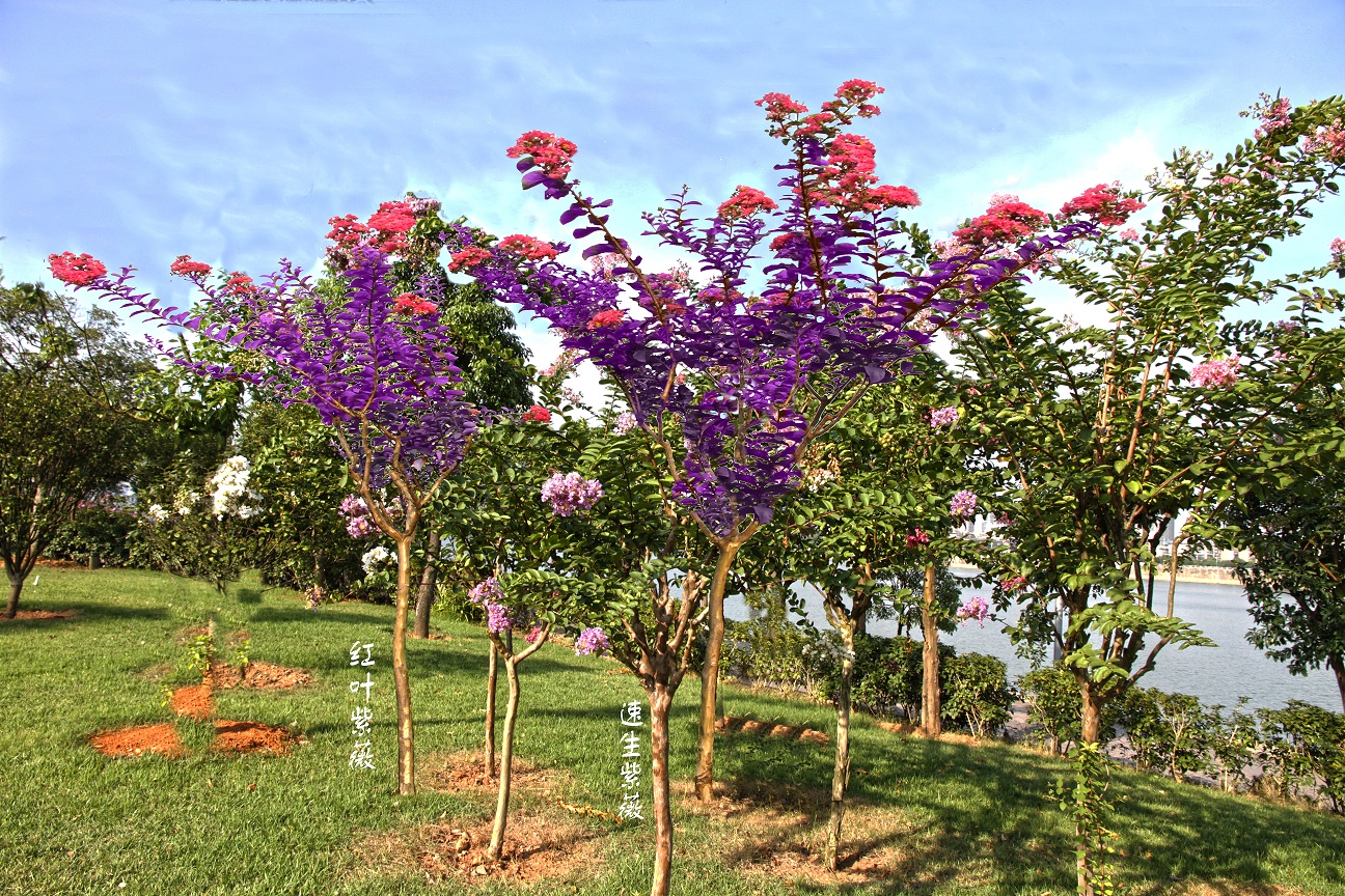 紫薇种子 紫薇花种子 紫薇种子净子 各种绿化种子 林木种子-阿里巴巴